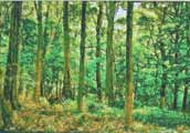 A woodland scene by Kay Cummins