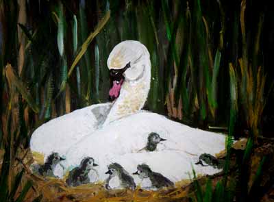 Swan Nesting in Reeds