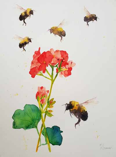 Bees-geranium
